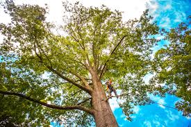 Trusted Hendersonville, NC  Tree Services Experts