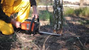 Best Tree Risk Assessment  in Hendersonville, NC