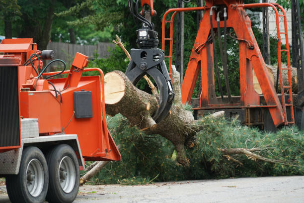 Why Choose Our Tree Removal Services in Hendersonville, NC?